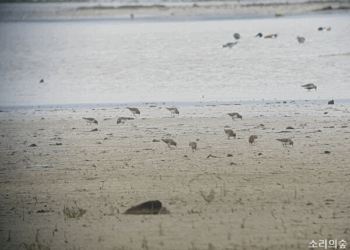 [현장] 멸종위기종 삶터에 또 공항… “수라갯벌 보존하라”