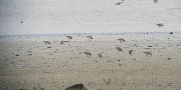 [현장] 멸종위기종 삶터에 또 공항… “수라갯벌 보존하라”