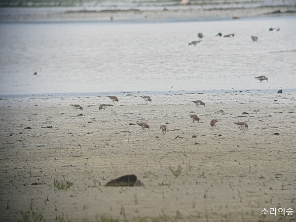 지난 11일 전북 군산 수라갯벌에서 좀도요가 먹이를 먹고 있는 모습. 사진=최나영 기자