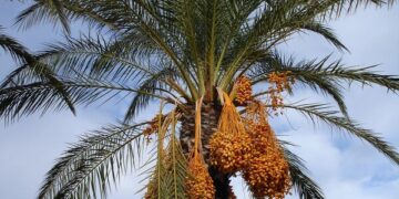 [기후위기의 피해자들] 가뭄과 싸우는 이라크의 ‘대추야자’ 농부들