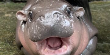 ‘똘망똘망’ 태국 아기하마 ‘무뎅’ 인기몰이…“괴롭히진 마세요”