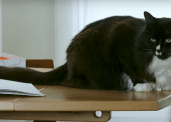 ‘올해의 고양이’는? 학대피해 여성 위로한 \’말리\’