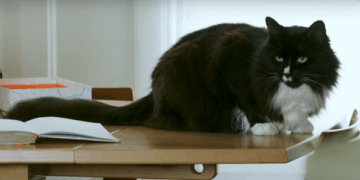 ‘올해의 고양이’는? 학대피해 여성 위로한 \’말리\’