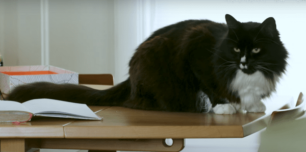 영국 ‘2024 올해의 고양이’로 선정된 고양이 말리. 사진=영국 ‘고양이보호협회(Cats Protection)’ 유튜브 영상 갈무리