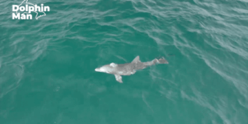 새끼 남방큰돌고래 ‘종달이’ 낚싯줄 잘라낸 뒤 근황은?