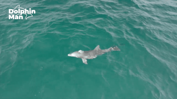 지난 8월 16일 낚싯줄 절단 이후 움직임이 한결 좋아진 종달이가 어미 그리고 다른 남방큰돌고래 무리들과 함께 유영하고 있다. 사진 = 제주돌고래긴급구조단