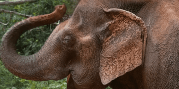 올해 ‘야생동물 독특한 성격’ 상 주인공은?…“투표 시작했어요”