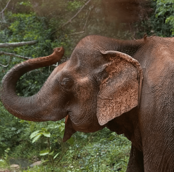 ‘야생동물 독특한 성격\' 상 최종 후보에 오른 \'달링\'. 사진=세계동물보호협회(World Animal Protection)