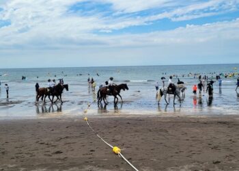 “제주경찰 기마대 말들, 치료받을 수 있는데도 안락사돼”