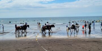 “제주경찰 기마대 말들, 치료받을 수 있는데도 안락사돼”