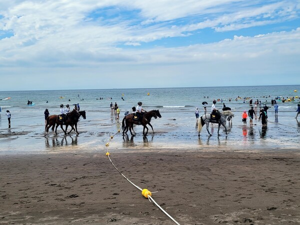 제주도 말들. (안락사한 말과는 무관한 사진) 사진=제주도자치경찰단 
