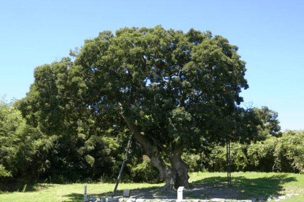 전북 군산시에 자리한 \'하제마을 팽나무\' 전경. 사진=국가유산청