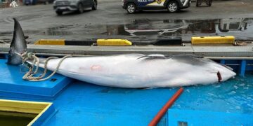 칼에 베인 상처 있는 밍크고래가 ‘혼획’?…해경 입장은?