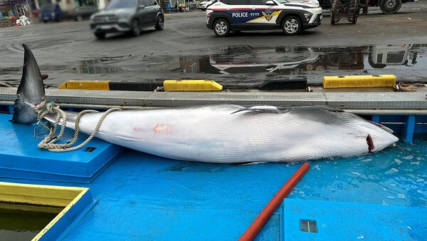 혼획된 밍크고래. 사진= 속초해경 제공