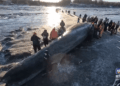 알래스카 해변에 떠밀려 온 멸종위기 ‘참고래’…14m 크기