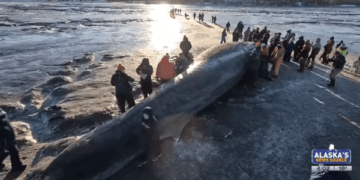 알래스카 해변에 떠밀려 온 멸종위기 ‘참고래’…14m 크기