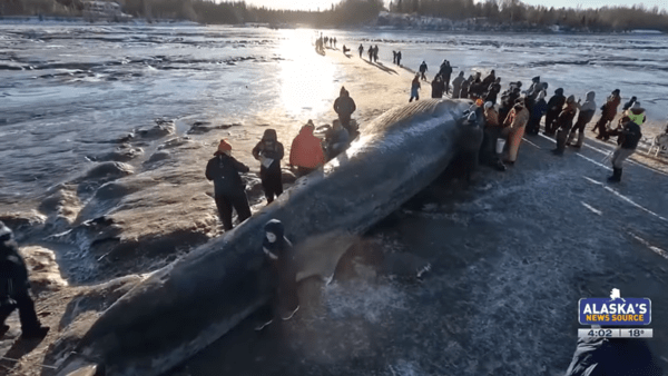 미국 알래스카주 앵커리지 해안가에서 발견된 참고래. 사진=Alaska\'s News Source 유튜브 채널 갈무리