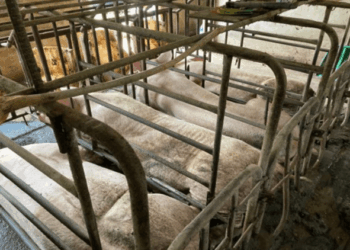 \’좁은 감금틀\’에 갇힌 어미돼지…\’동물복지\’ 향상될 수 있을까