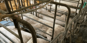 \’좁은 감금틀\’에 갇힌 어미돼지…\’동물복지\’ 향상될 수 있을까