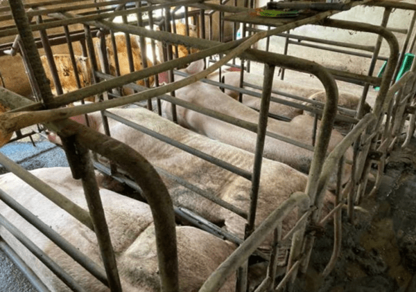 스톨에서 사육되는 임신한 어미돼지. 사진=어웨어 제공