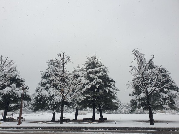 서울 전역에 대설주의보가 발효된 지난 27일 나무에 눈이 쌓인 모습. 사진=최나영 기자 