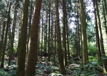 안녕하세요. 신년인사 겸 창간인사드립니다.