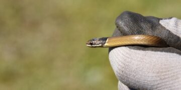 ‘푸른뱀의 해’ 밝았지만…뱀은 무섭다면?