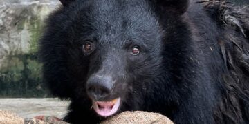 24일부터 개인 농가 ‘곰 사육\’ 금지