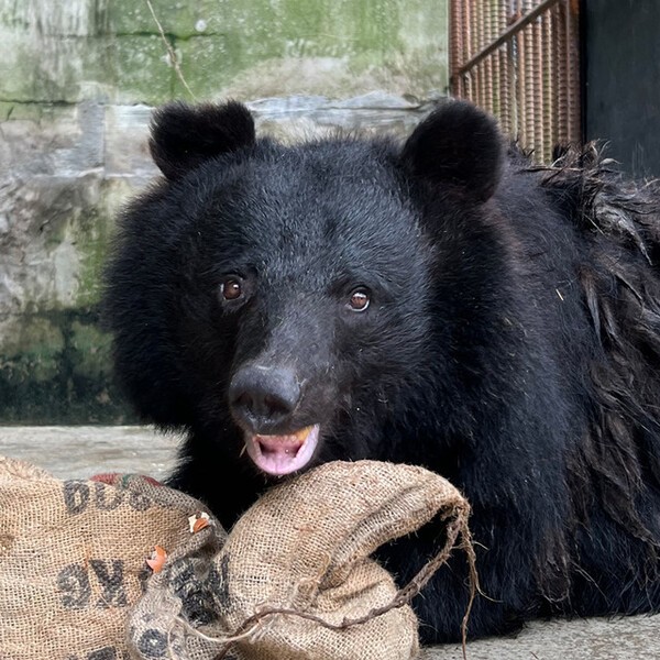 동물단체 \'곰보금자리프로젝트\'가 운영 중인 \'화천 곰 보금자리\'에서 보호 중인 곰. 사진=곰보금자리프로젝트 