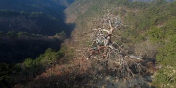 600살 금강송, 울진 ‘대왕소나무’마저 고사…‘기후 스트레스’ 탓