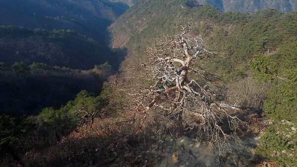 \'대왕소나무\'라 불리는 경북 울진의 600년 된 금강소나무. 사진=녹색연합