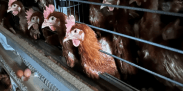 좁은 우리에 갇힌 닭…‘동물복지’ 농장에선 숨통 트일까