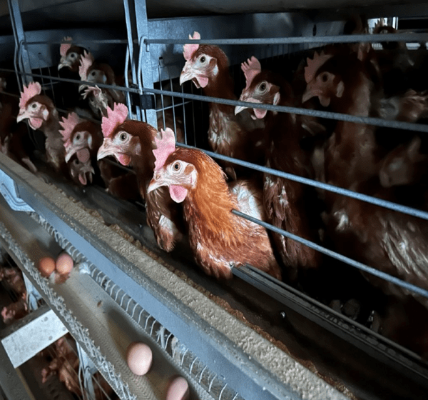 케이지에 갇혀 사육되는 산란계 모습. 사진=\'산란계 동물복지 현황과 과제 토론회\' 자료집 사진