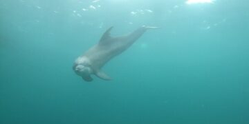 방류 2년여 만에…‘비봉이 백서’ 발간됐다