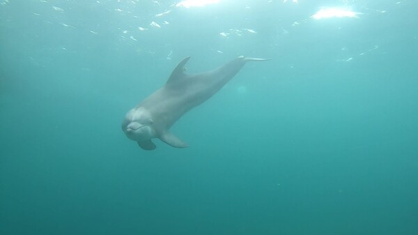 남방큰돌고래 비봉이가 야생 가두리에서 훈련하고 있는 모습. 사진=해양환경정보포털
