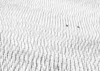 눈 덮인 포도원 달리는 두 마리 사슴…세계자연사진상 수상작