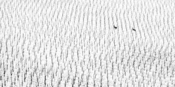 눈 덮인 포도원 달리는 두 마리 사슴…세계자연사진상 수상작