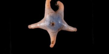 오션센서스, 새로운 해양 생물 866종 발견