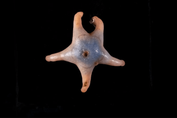 오션센서스가 발견한 불가사리(Sea Star)  ©Martin Hartley / The Nippon Foundation-Nekton Ocean Census