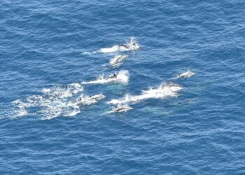 하늘에서 본 우리나라 고래들…국내 전 해역서 3698마리 확인