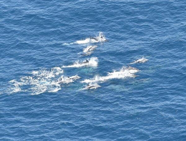 하늘에서 본 우리나라 고래들…국내 전 해역서 3698마리 확인