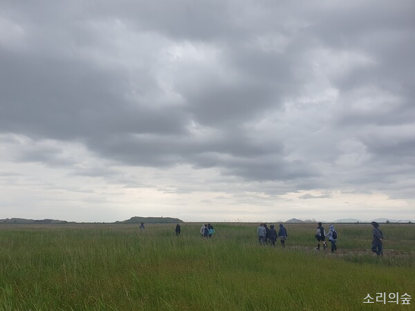새만금 사업 이후 수라갯벌엔 배후습지가 확대됐다. 모래갯벌 대신 염도가 낮은 곳에서 사는 식물들이 분포해 있는 모습. 사진=최나영 기자