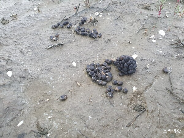 지난 11일 수라갯벌에서 발견된 포유류의 똥. 고라니 똥으로 추정된다. 사진=최나영 기자