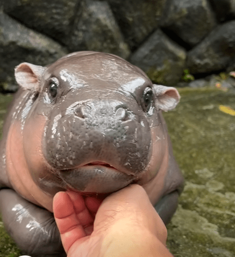 최근 인기를 얻고 있는 새끼 하마 \'무뎅\'. 사진=\'카오 케오우 개방 동물원\' 페이스북 