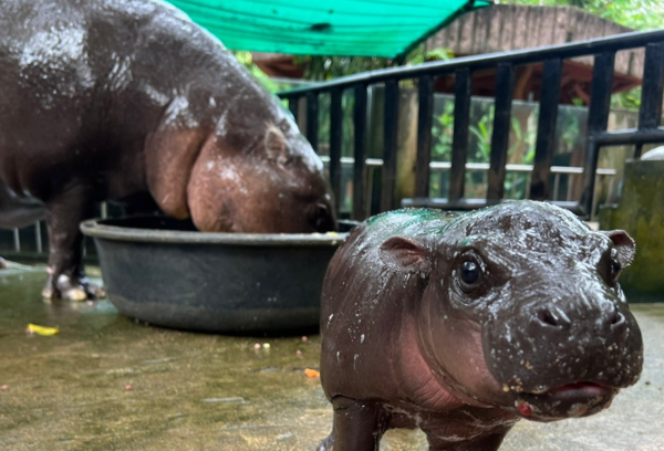 최근 인기를 얻고 있는 새끼 하마 \'무뎅\'. 사진=\'카오 케오우 개방 동물원\' 인스타그램
