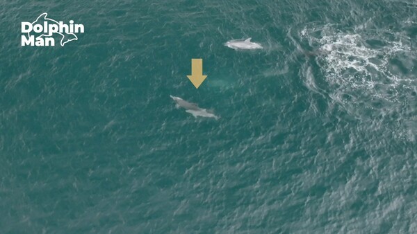 2024년 8월 16일 낚싯줄 절단 이후 움직임이 한결 좋아진 종달이가 어미 그리고 다른 남방큰돌고래 무리들과 함께 유영하고 있다. 사진 = 제주돌고래긴급구조단