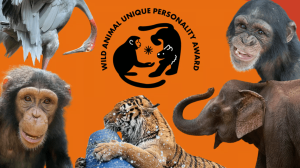 이미지=세계동물보호협회(World Animal Protection)