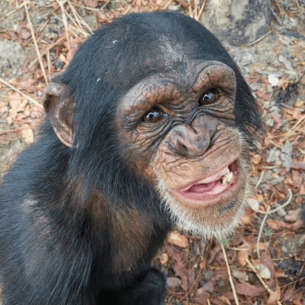 ‘야생동물 독특한 성격’ 상 최종 후보에 오른 \'마르코\'. 사진=세계동물보호협회(World Animal Protection)