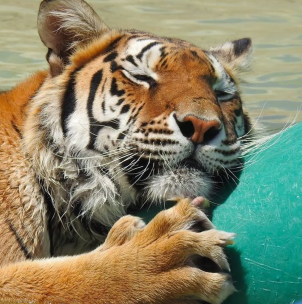 ‘야생동물 독특한 성격’ 상 최종 후보에 오른 \'순다라\'. 사진=세계동물보호협회(World Animal Protection)