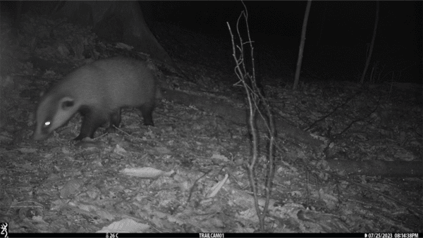생명다양성재단이 추진하는 리와일딩 프로젝트 \'야생신탁\'의 선정지 인근에서 발견된 오소리. 사진=생명다양성재단